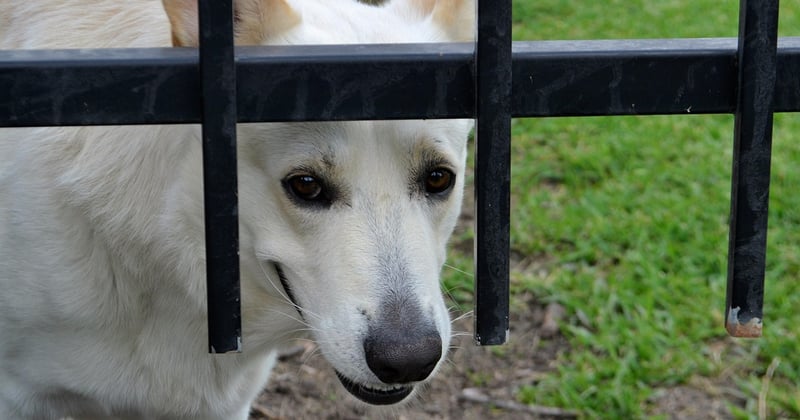 L'assurance santé animale, un marché en pleine expansion qui séduit les Français