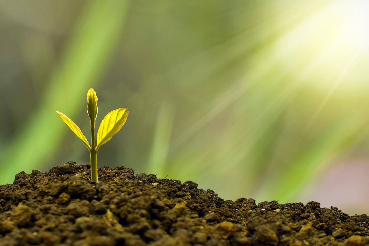 Investir en viager : comprendre les avantages et les risques